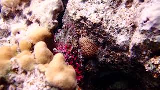 рыбакамень Бородавчатка stonefish Synanceia verrucosa PC050073 [upl. by Eissat91]