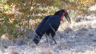 Southern ground hornbill calling [upl. by Auos]