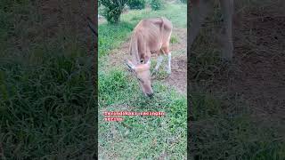 Sapi terindikasi Helminthiasis cacingan serius shortvideo shorts [upl. by Dahlstrom678]