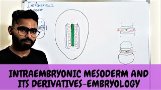 INTRAEMBRYONIC MESODERM AND ITS DERIVATIVES  EMBRYOLOGY [upl. by Eniarrol707]