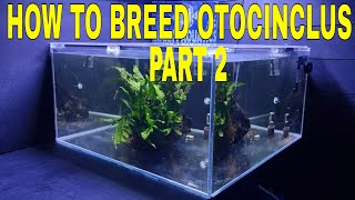 How To Breed Otocinclus Part 2 [upl. by Emmye]