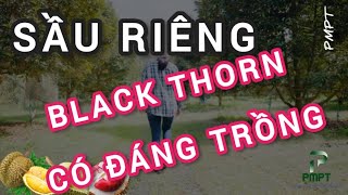 Sầu riêng Black Thorn có đáng trồng 🔴  Is black thorn durian worth growing durian blackthorn [upl. by Anneiv552]