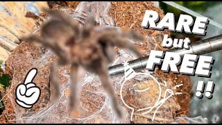 I got this RAREExpensiveish TARANTULA FOR FREE [upl. by Sanoj]