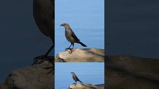 Greattailed Grackle female vocalizing with bug in beak Lake Poway CA birds wildlife nature [upl. by Nodyroc]