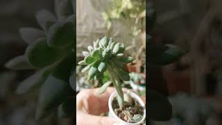 echeveriacristata succulents домашніквіти [upl. by Lalat373]