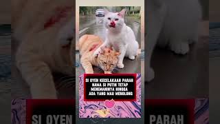 quotTragis dan Mengharukan Kucing Tertabrak Temannya Berjuang Mencari Pertolonganquot [upl. by Ibok]