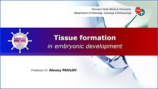 02 General embryology Tissue formation in embryonic development [upl. by Abbate]