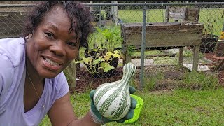 SUMMER CLEANUP  Garden Harvest Cushaw Cocozelle and China cucumber [upl. by London]