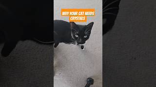 Why your cat needs crystals glowbyamber cats crystals cryst [upl. by Assyn]