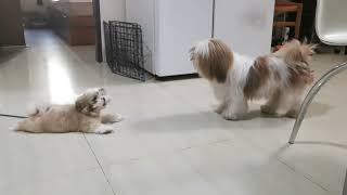 Shih Tzu Barking 1 Molly and Loly [upl. by Aynom889]