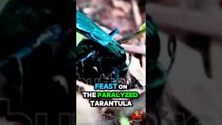 The Tarantula Hawk Wasp The Tarantula Assassin [upl. by Enyr]