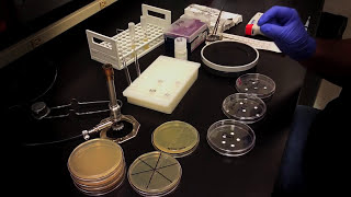 Testing an Antibiotic Using a Disk Diffusion Assay  Kirby Bauer Method [upl. by Fisa759]