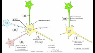 Lintégration synaptique des messages nerveux  sommation spatiale et temporelle [upl. by Sik]