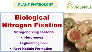 Biological Nitrogen Fixation  Heterocyst and Leghemoglobin  CSIR NET [upl. by Mehsah]