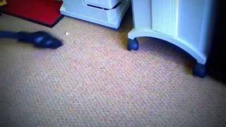 Carpet Pro CPU1T Bagged Vacuum Review Overview amp Testimonial [upl. by Mccarthy]