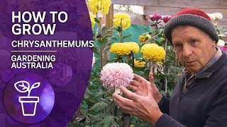 Plant Profile How to Grow Chrysanthemums [upl. by Kolodgie764]