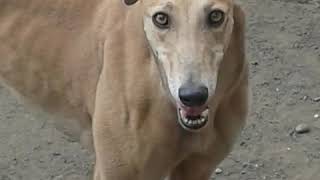 Greyhounds racing dogs are just the best breed of dogs i think they funny and fast cute have a look [upl. by Lubba]