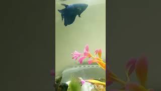 Blue female betta an absolute beauty bettafish fish aquarium shorts viralvideo [upl. by Audy88]