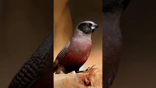 The Quirky BlackFaced Waxbill A Unique Bird in Red Attire birds [upl. by Mutat]