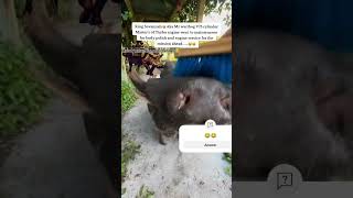 V80 engine on holiday 😂😂 automobile trending wildlife funny [upl. by Oenire]