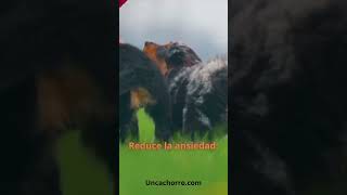 Perros y Felicidad Cómo Adoptar un Perro Puede Ayudartequot [upl. by Romina]