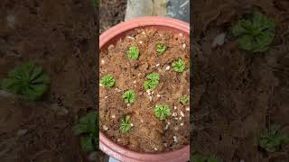 Nag repot ako ng drosera burmannii ko Halaman na kumakain ng maliit na insects 🐞 [upl. by Woodie193]