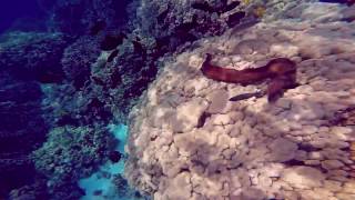 Moray Eel eating an Octopus in Hawaii [upl. by Bo970]