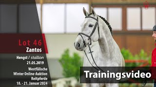 WinterAuktion Training Lot 46 Zantos Hengst v Bøgegårdens Zidane  Apollo [upl. by Loleta]