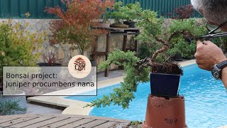 Bonsai project Juniper procumbens nana cascade [upl. by Phineas]