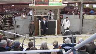 Malton Livestock Market  show and sale 7th March 2014 [upl. by Uis400]