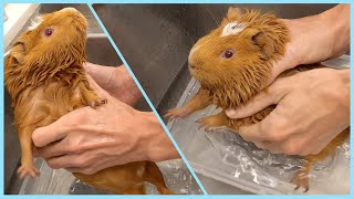 Guinea pig pees to protest bath time [upl. by Phil]