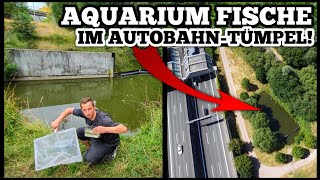 GEFÄHRLICH Aquarium FISCHE in AUTOBAHNTEICH entdeckt und GEFANGEN [upl. by Ahseyt]