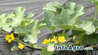 Melon Growing How to plant grow and harvest  12 [upl. by Joselow]