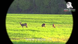 Rehbockjagd 2013 in Ungarn mit VEPAR Jagdreisen HD [upl. by Dore155]