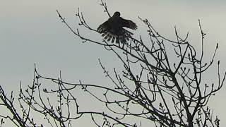 Juv SharpShinned Hawk Fanned Out Kent Wa 2246163 [upl. by Aros]