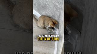 Почему кошка пьет мало воды cat котик уходзакошками [upl. by Rhody]