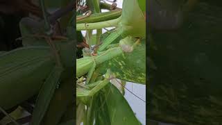 praying mantis mating mantis prayingmantis breeding [upl. by Shea]