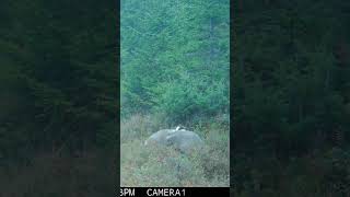 Three Badgers two play fighting browningtrailcameras wildlife [upl. by Par]