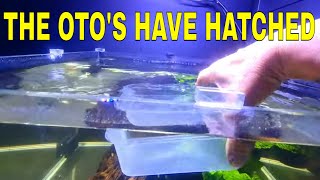 How To Breed Otocinclus Part 3 [upl. by Ilujna]