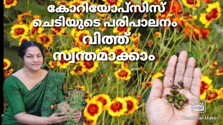 CoreopsisTick seed plantകോറിയോപ്‌സിസ് ചെടിയുടെ പരിപാലനംHow to Care Coreopsis PlantFlower Garden [upl. by Kermie]