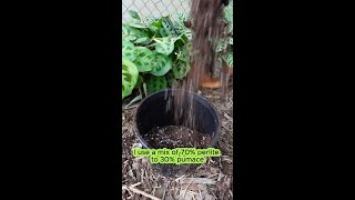 Pumice vs Perlite Which is Best for Your Garden 🌿 [upl. by Nonnahs]