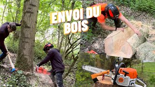 Abattages Bois de chauffage 🪵 Stihl ms362 amp Echo 621sx [upl. by Sanborn]