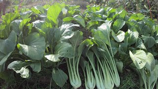 How to grow very healthy Choy Sum from seeds to harvest [upl. by Shelley489]