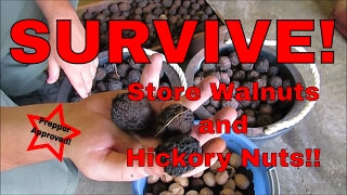 Walnuts and Hickory Nuts [upl. by Zanas]