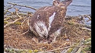 News Seasons first chick has hatched Congrats Rutland Ospreys Blue 33 amp Maya 12 May 2023 zoom [upl. by Callie]