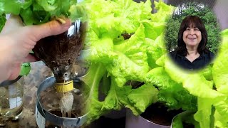 Easy Hydroponic Lettuce Using the Kratky Method and Soda Bottles [upl. by Orit]