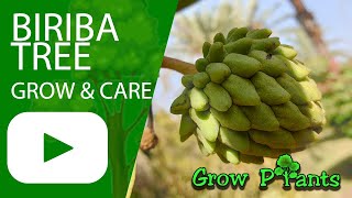 Biriba tree  grow amp care Rollinia deliciosa [upl. by Amimej165]