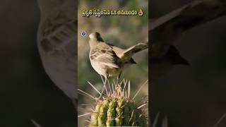 Mockingbird and Cactus relation shorts​ facts​ [upl. by Sevy]