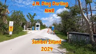 J N DING Darling NWR Sanibel Island Florida 2024 [upl. by Ilsel]