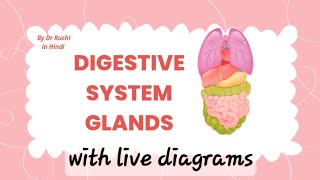 Digestive system I Glands I NEET Hindi I with live diagrams [upl. by Misak198]